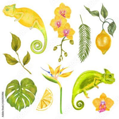 Papier peint  Watercolor tropical set of colorful chameleons, flowers and leaves. Orchid flowers, areca palm, monstera leaf, Strelitzia flower, lemon fruit