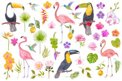 Papier peint  Watercolor tropical set of orchid, peony, king protea, strelitzia, heliconia, bamboo leaves, areca palm, monstera, fan palm, banana flower, colibri bird, toucan, flamingo, lemon fruit.