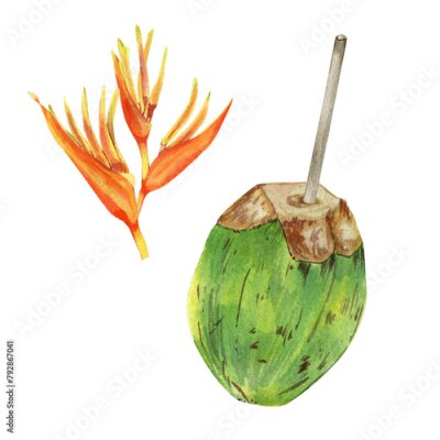 Papier peint  Watercolor tropical set with summer coctail and flowers. Realistic exotic plants. Orange flowers of strelitzia and green coco with straw. Botanical hand drawn illustration isolated on transparent.  