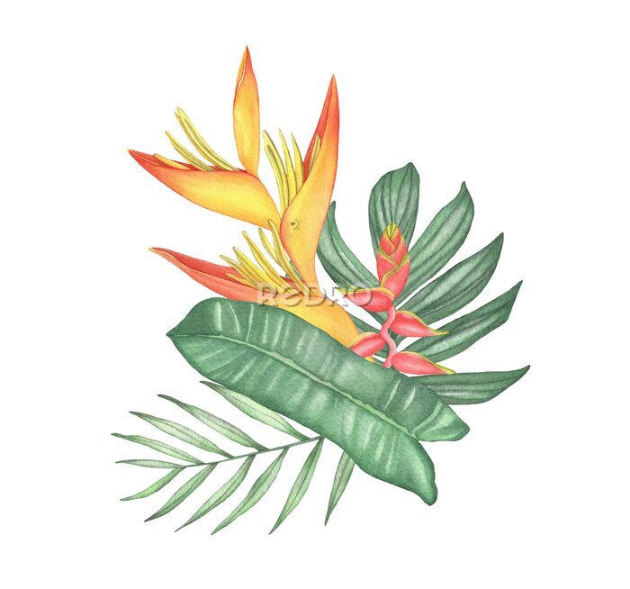 Papier peint  Watercolor tropical strelitzia bouquet composition with palm leaves on white background