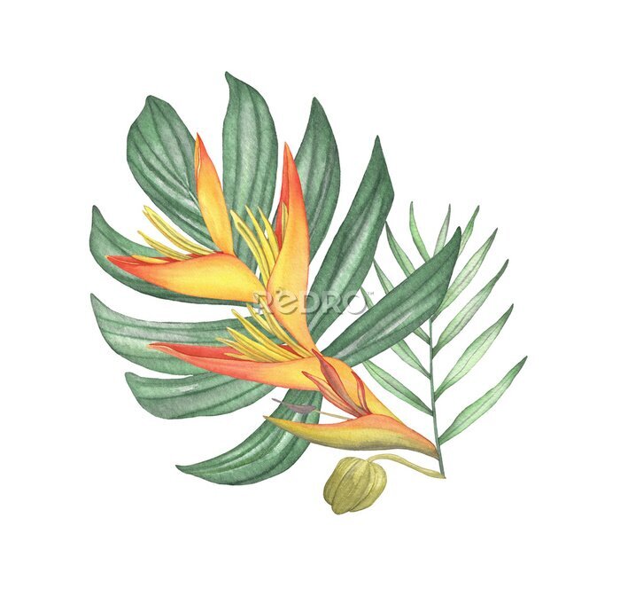 Papier peint  Watercolor tropical strelitzia bouquet composition with palm leaves on white background