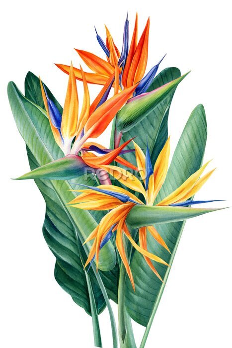 Papier peint  Watercolor tropical Strelitzia flowers bouquet isolated on white background. Floral illustration, botanical composition