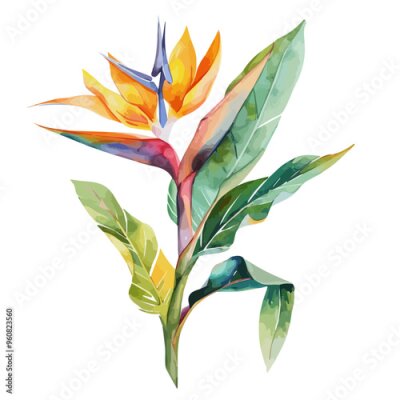 Papier peint  Watercolor vector of Strelitzia (bird of paradise), isolated on a white background, and Strelitzia vector