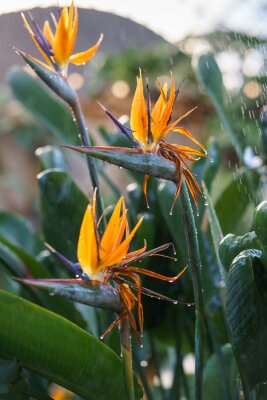 Papier peint  Watering exotic strelitzia reginae - bird of paradise plant growing in botanical orangery. Workers taking care of tropical plants in greenhouse, winter or indoor garden. Gardener and florist work