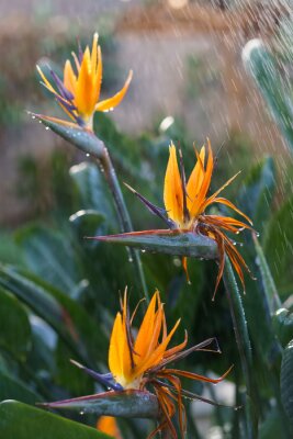 Papier peint  Watering exotic strelitzia reginae - bird of paradise plant growing in botanical orangery. Workers taking care of tropical plants in greenhouse, winter or indoor garden. Gardener and florist work