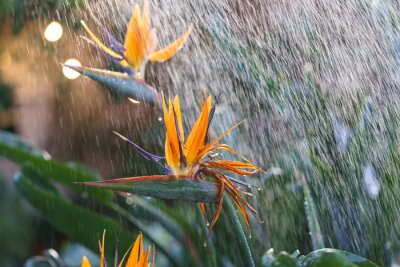 Papier peint  Watering exotic strelitzia reginae - bird of paradise plant growing in botanical orangery. Workers taking care of tropical plants in greenhouse, winter or indoor garden. Gardener and florist work