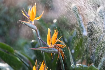 Papier peint  Watering exotic strelitzia reginae - bird of paradise plant growing in botanical orangery. Workers taking care of tropical plants in greenhouse, winter or indoor garden. Gardener and florist work