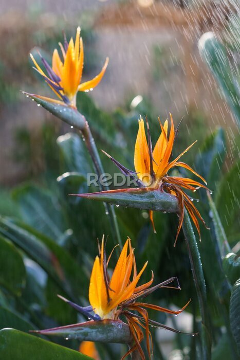 Papier peint  Watering exotic strelitzia reginae - bird of paradise plant growing in botanical orangery. Workers taking care of tropical plants in greenhouse, winter or indoor garden. Gardener and florist work