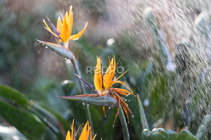 Papier peint  Watering exotic strelitzia reginae - bird of paradise plant growing in botanical orangery. Workers taking care of tropical plants in greenhouse, winter or indoor garden. Gardener and florist work