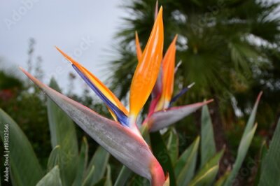 Papier peint  Wet Flower (Strelitzia reginae)