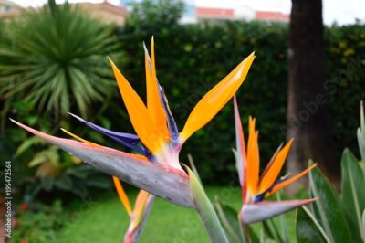 Papier peint  Wet Flower (Strelitzia reginae)