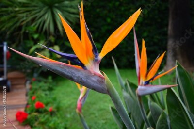 Papier peint  Wet Flower (Strelitzia reginae)