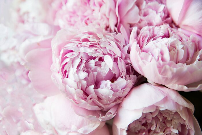 Papier peint  White and pink peonies. Background, wallpaper..
