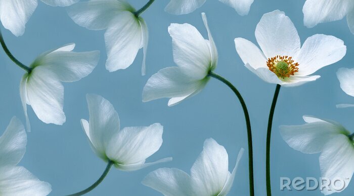 Papier peint  White beautiful primrose. Flowers on a green stem. Studio shot. Nature.
