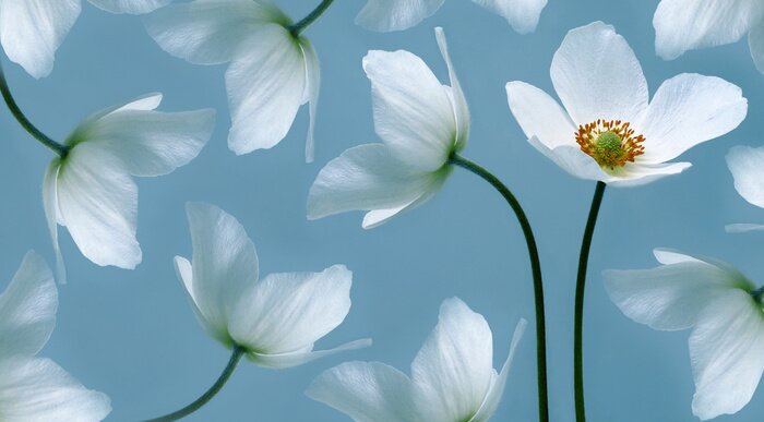 Papier peint  White beautiful primrose. Flowers on a green stem. Studio shot. Nature.