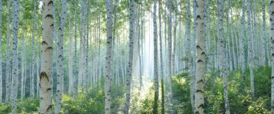 Papier peint  White Birch Forest in Summer, Panoramic View