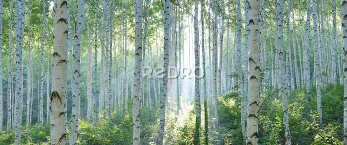 Papier peint  White Birch Forest in Summer, Panoramic View