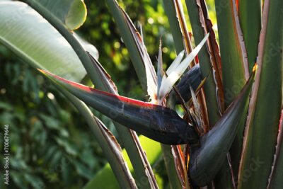 Papier peint  White Bird of Paradise (Strelitzia alba)