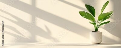 Papier peint  White pot with strelitzia plant casting shadows on wall in modern minimalist room