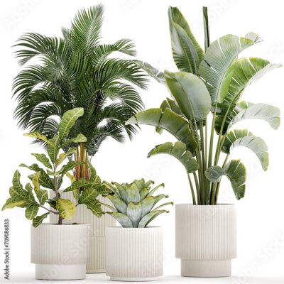 Papier peint   White potted plants Strelitzia Croton bromelia  isolated on white background 