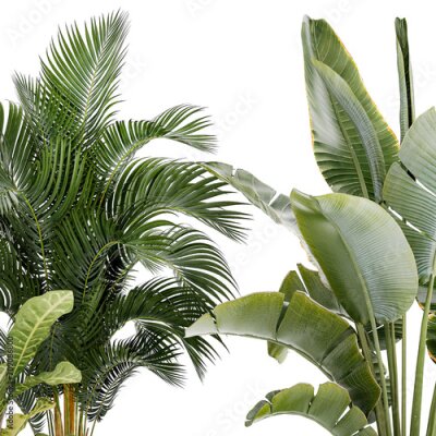 Papier peint   White potted plants Strelitzia Croton bromelia  isolated on white background 