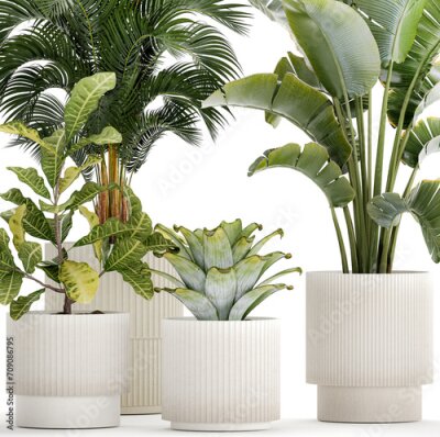 Papier peint   White potted plants Strelitzia Croton bromelia  isolated on white background 