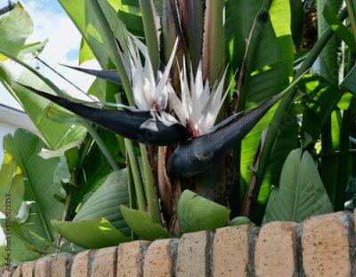 Papier peint  White strelitzia and green foliage above brick wall