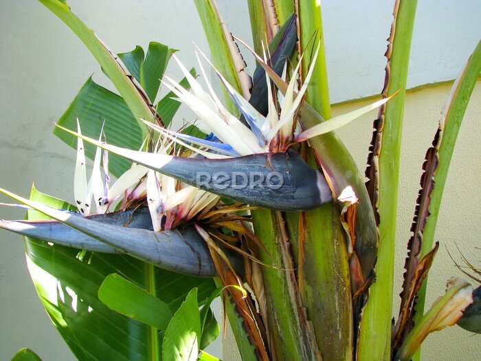 Papier peint  White strelitzia. Flower detail of a Giant White Bird of Paradise (Strelitzia nicolai), taken in Southern Brazil.   