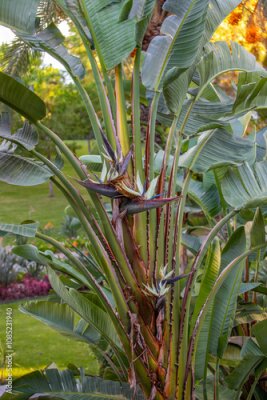 Papier peint  White strelitzia nicolai growing in nature. The giant white bird of paradise. Plant with large leaves and black flowers in the park.