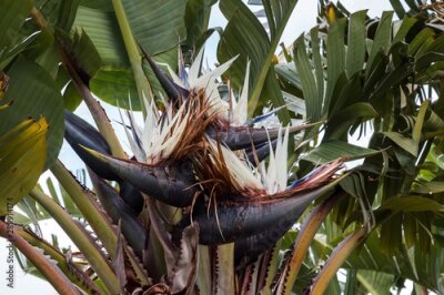 Papier peint  White strelitzia nicolai growing in the nature