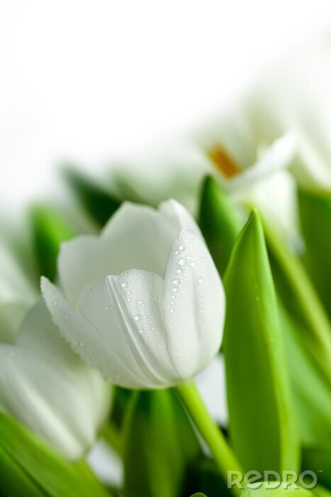 Papier peint  white Tulips