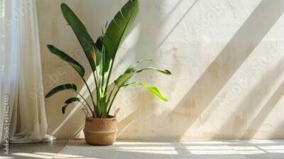 Papier peint  Wide shot of sunny living room with big tropical plant, giant white bird of paradise, strelitzia nicolai, blank space