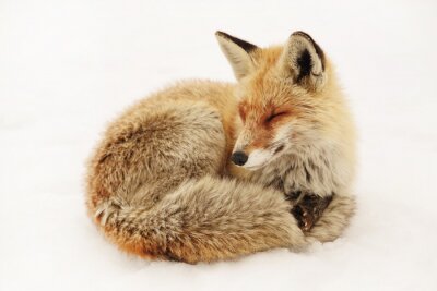 Papier peint  Wild fox in natural winter habitat