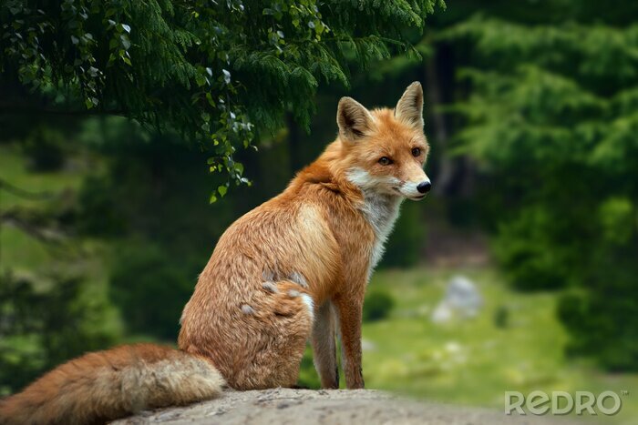 Papier peint  Wild young red fox (vulpes vulpes) vixen scavenging in a forest