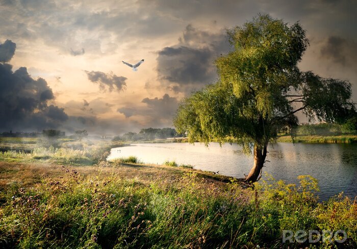 Papier peint  Willow et de la rivière