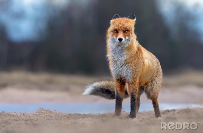 Papier peint  Windy Red Fox posant sur la route de campagne dans des conditions hivernales orageuses