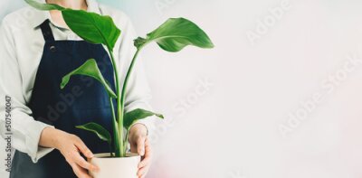 Papier peint  Woman at home garden with plants. Woman's hands holding a pot. Planting a strelitzia nicolai, the florist at work. Small business banner