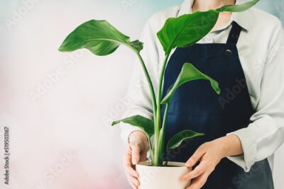 Papier peint  Woman at home garden with plants. Woman's hands holding a pot. Planting a strelitzia nicolai, the florist at work. Small business banner