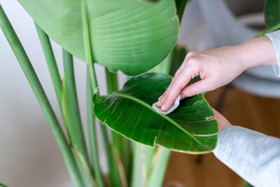 Papier peint  Woman wiping dust off large green leaves of Strelitzia nicolai (Bird of Paradise). Cleaning indoor plants, taking care of tropical houseplants at home