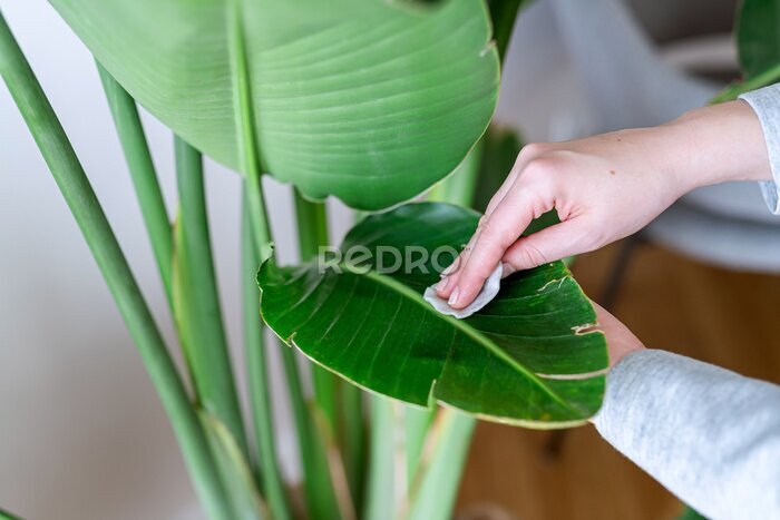 Papier peint  Woman wiping dust off large green leaves of Strelitzia nicolai (Bird of Paradise). Cleaning indoor plants, taking care of tropical houseplants at home