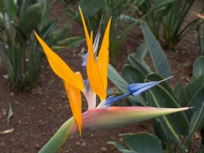 Papier peint  Wonderful strelitzia flower