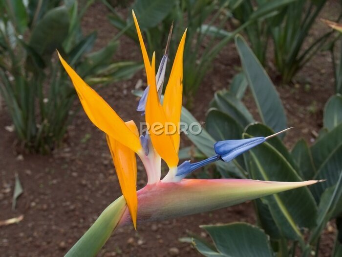 Papier peint  Wonderful strelitzia flower