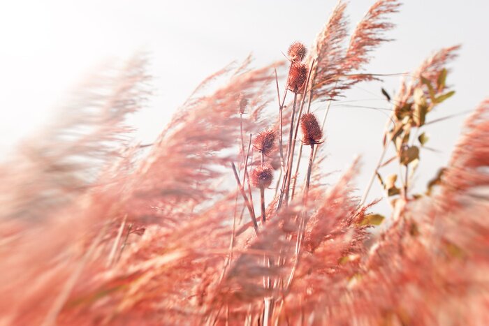 Papier peint  Woodruff et la nature