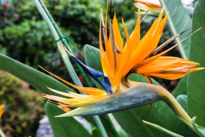 Papier peint  極 楽 鳥 花 (Strelitzia)