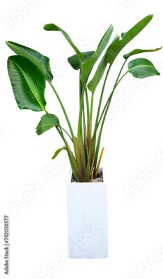 Papier peint  극락조 화분