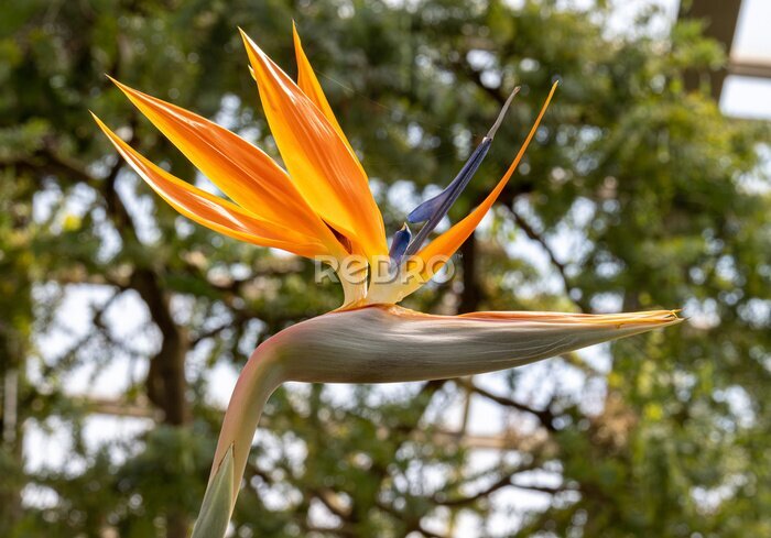 Papier peint  ゴクラクチョウカ / Strelitzia