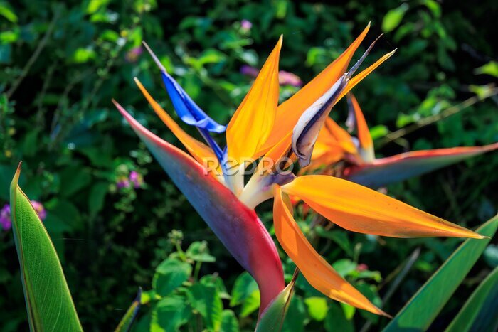 Papier peint  式根島の美しいストレリチア。

東京都伊豆諸島式根島にて。
2023年11月1日〜5日撮影。

The beautiful Strelitzia on Shikinejima.

At Shikinejima, Izu Islands, Tokyo.
Photo Taken November 1-5, 2023.
