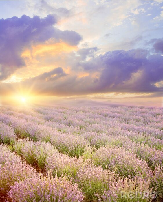 Papier peint  Champ de lavande et nuages ​​qui approchent
