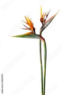 Papier peint  極楽鳥花（Strelitzia/ストレリチア/ストレチア）