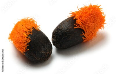 Papier peint  Strelitzia Aiton Kolibrikukat Strelitzien Strelicija Oiseau de paradis de fleurs Uccello del paradiso ゴ ク ラ ク チ ョ ウ カ 属 Стрелитция Ave do Paraíso 鹤望兰 属 ปักษาสวรรค์ گلهای مرغ بهشت